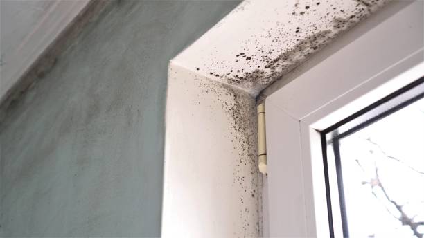 Best Health and Safety Mold Remediation in Haskell, OK