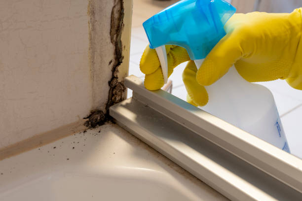 Best Basement Mold Remediation in Haskell, OK