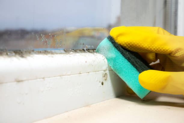 Best Residential Mold Remediation in Haskell, OK