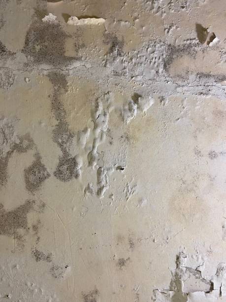 Best Black Mold Remediation in Haskell, OK