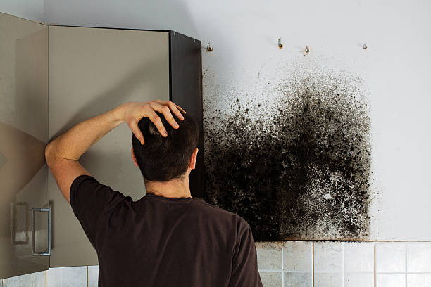 Best Localized Mold Remediation (e.g., coastal areas, humid climates) in Haskell, OK