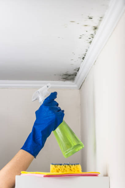 Best Preventive Mold Services in Haskell, OK