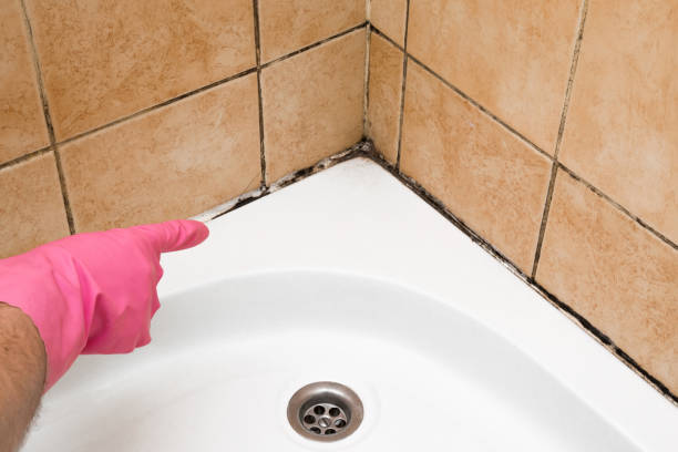 Best Black Mold Remediation in Haskell, OK